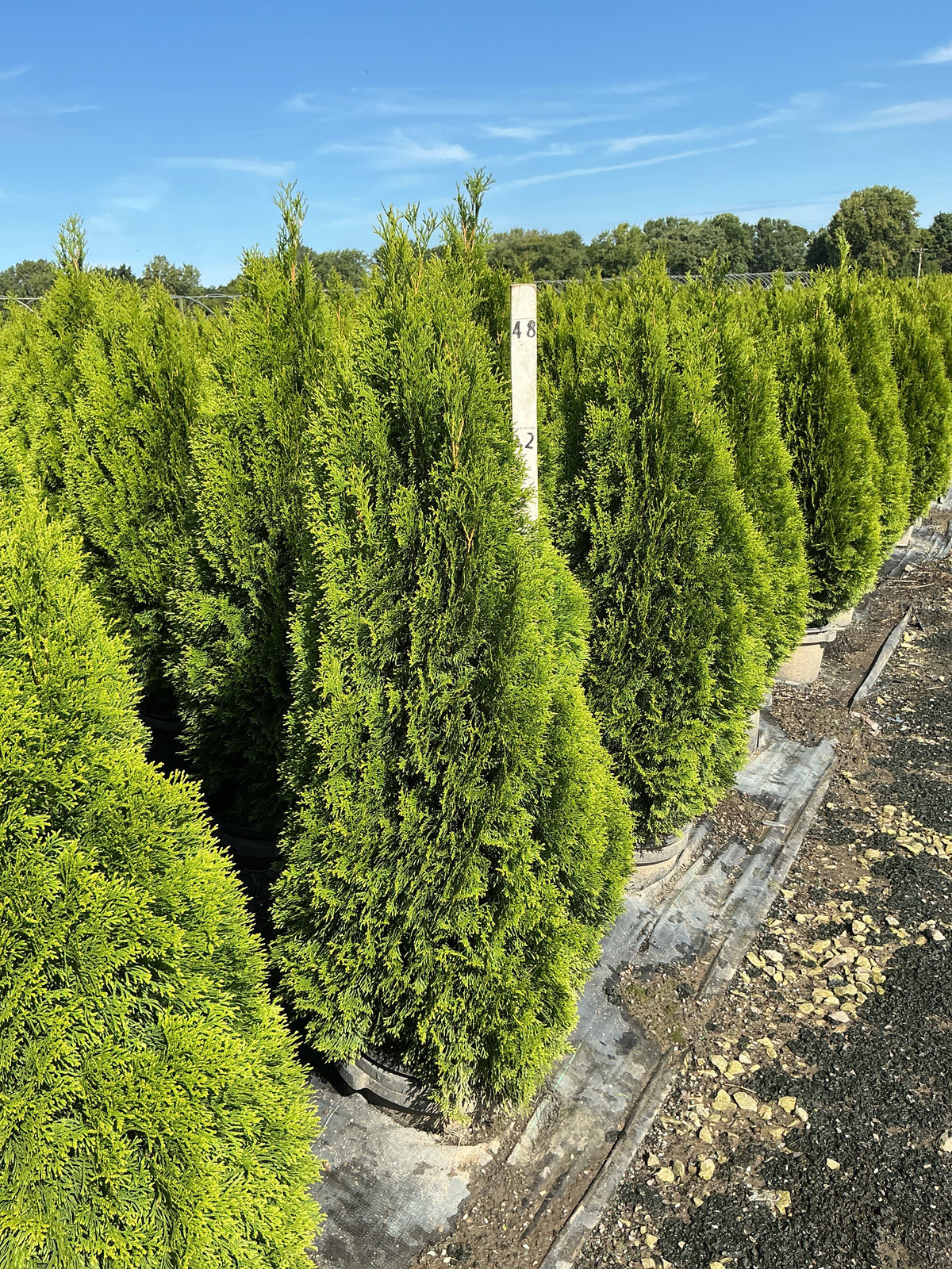 Thuja occidentalis 'Smaragd'