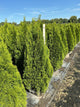 Thuja occidentalis 'Smaragd'