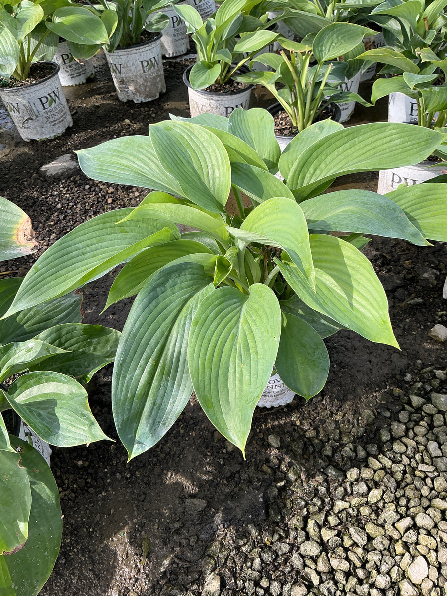 Hosta empress 'Empress Wu'