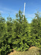 Thuja plicata 'Green Giant'