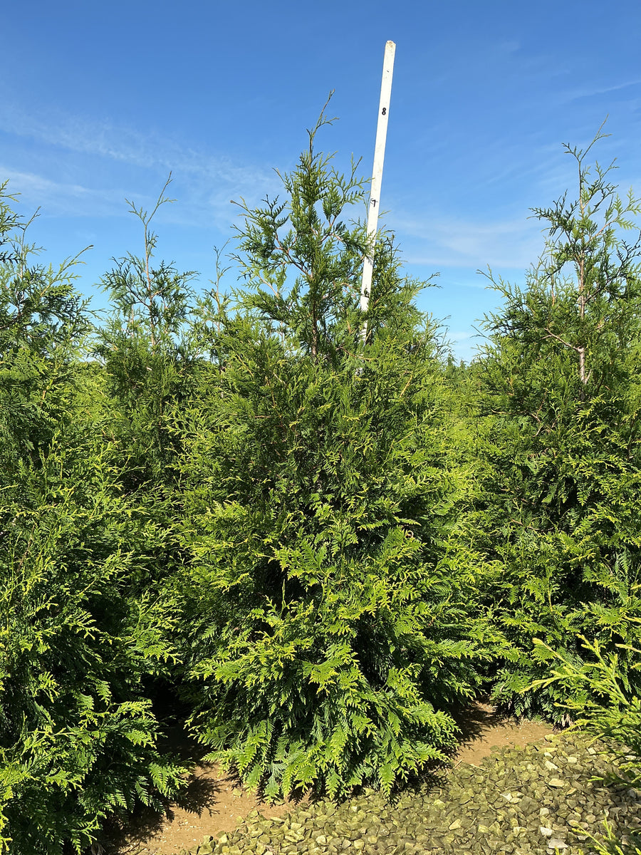 Thuja plicata 'Green Giant'