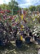 Cercis canadensis 'Ruby Falls'