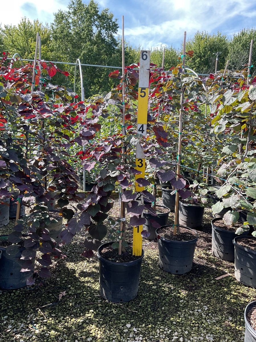 Cercis canadensis 'Ruby Falls'