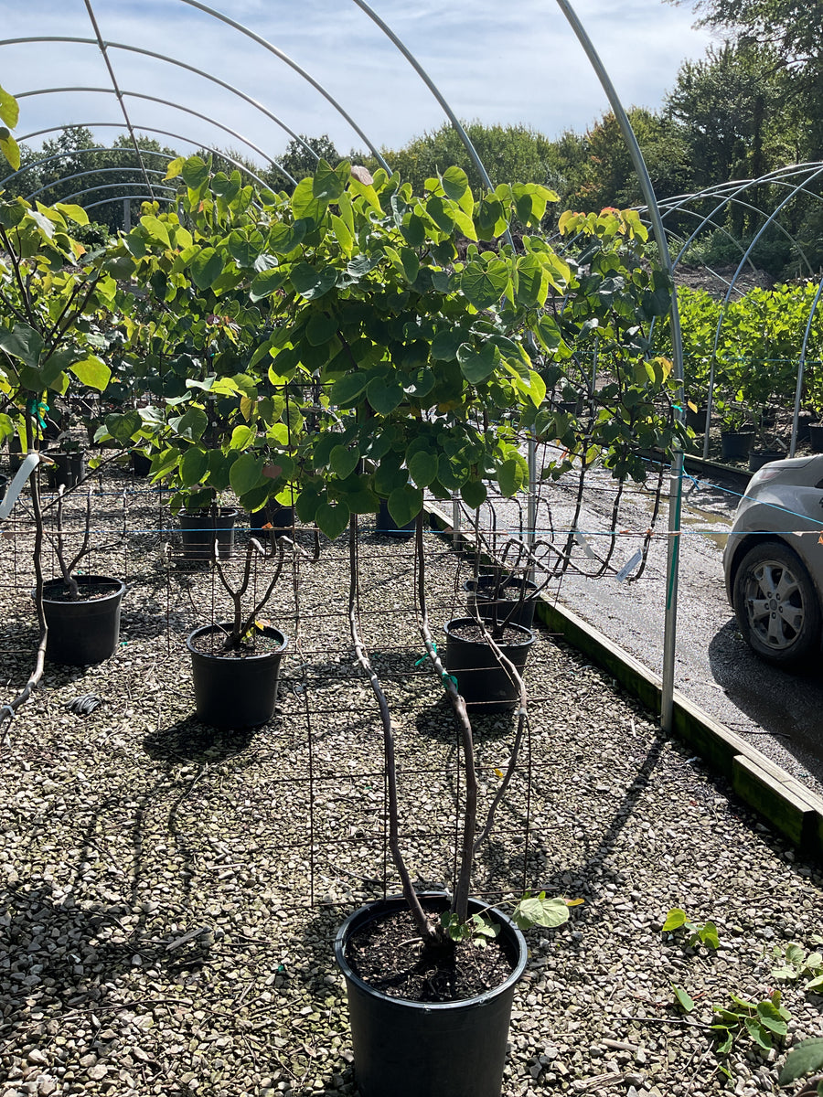 Cercis canadensis