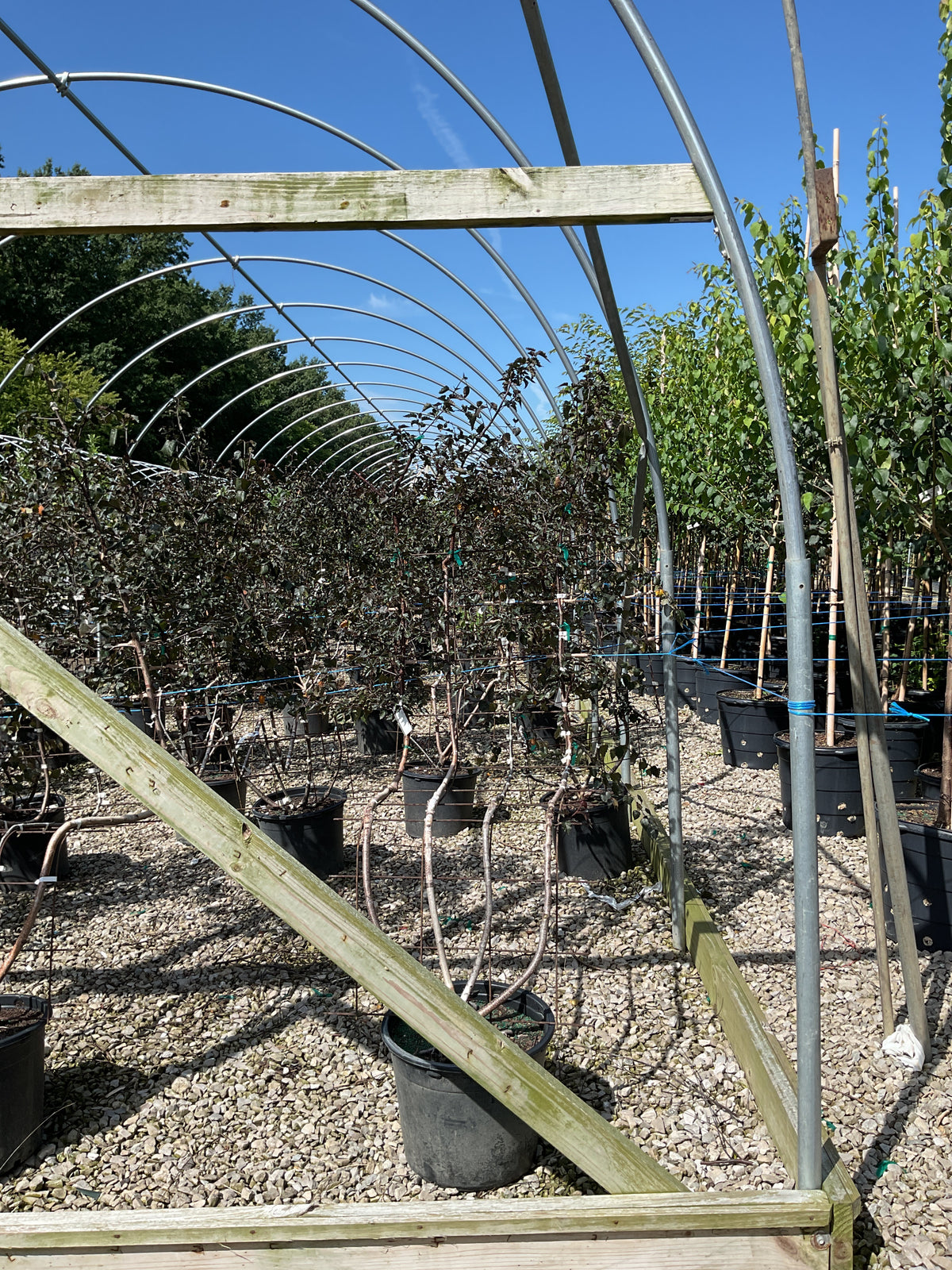 Betula x 'Royal Frost'