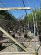Betula x 'Royal Frost'