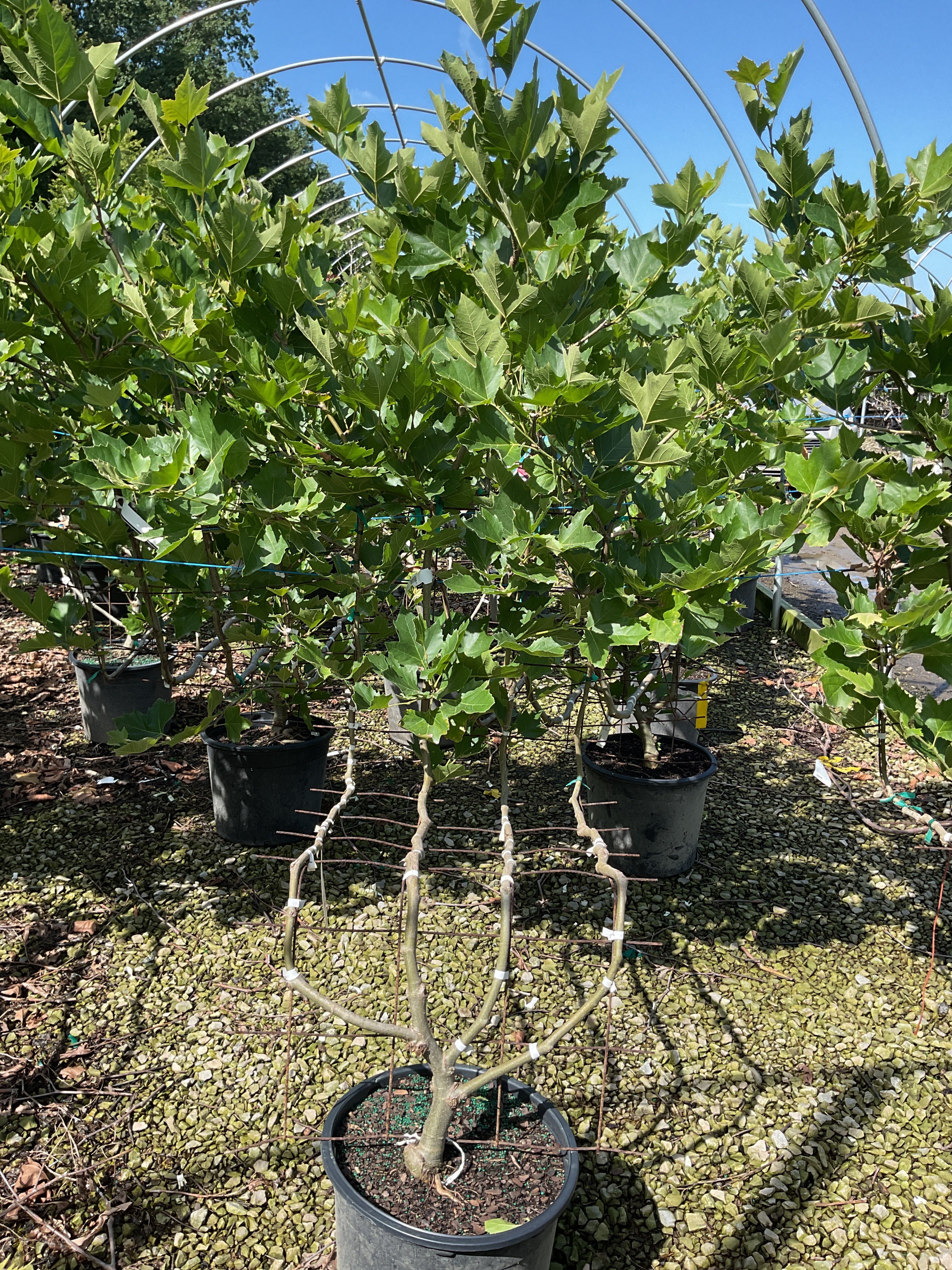 Platanus x acerifolia 'Bloodgood'