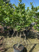 Platanus x acerifolia 'Bloodgood'
