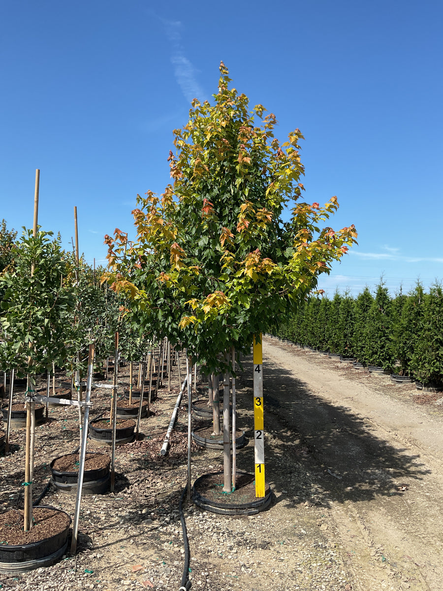 Acer rubrum 'Franksred' â€” G45 2.5