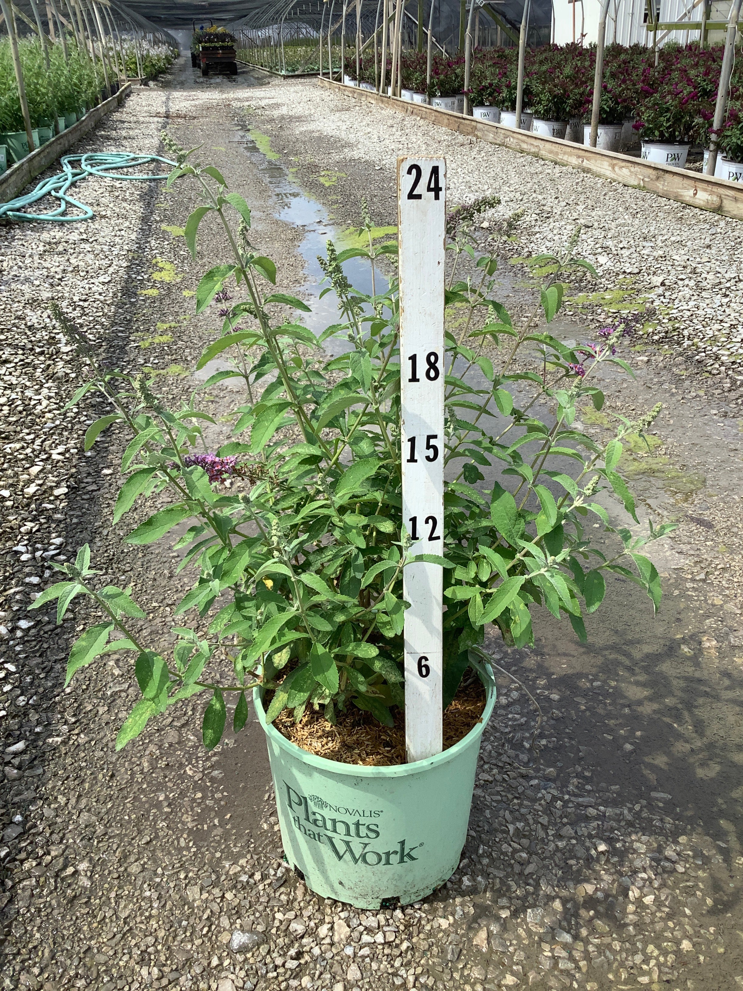 Buddleia x weyeriana 'Bicolor'