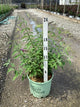 Buddleia x weyeriana 'Bicolor'