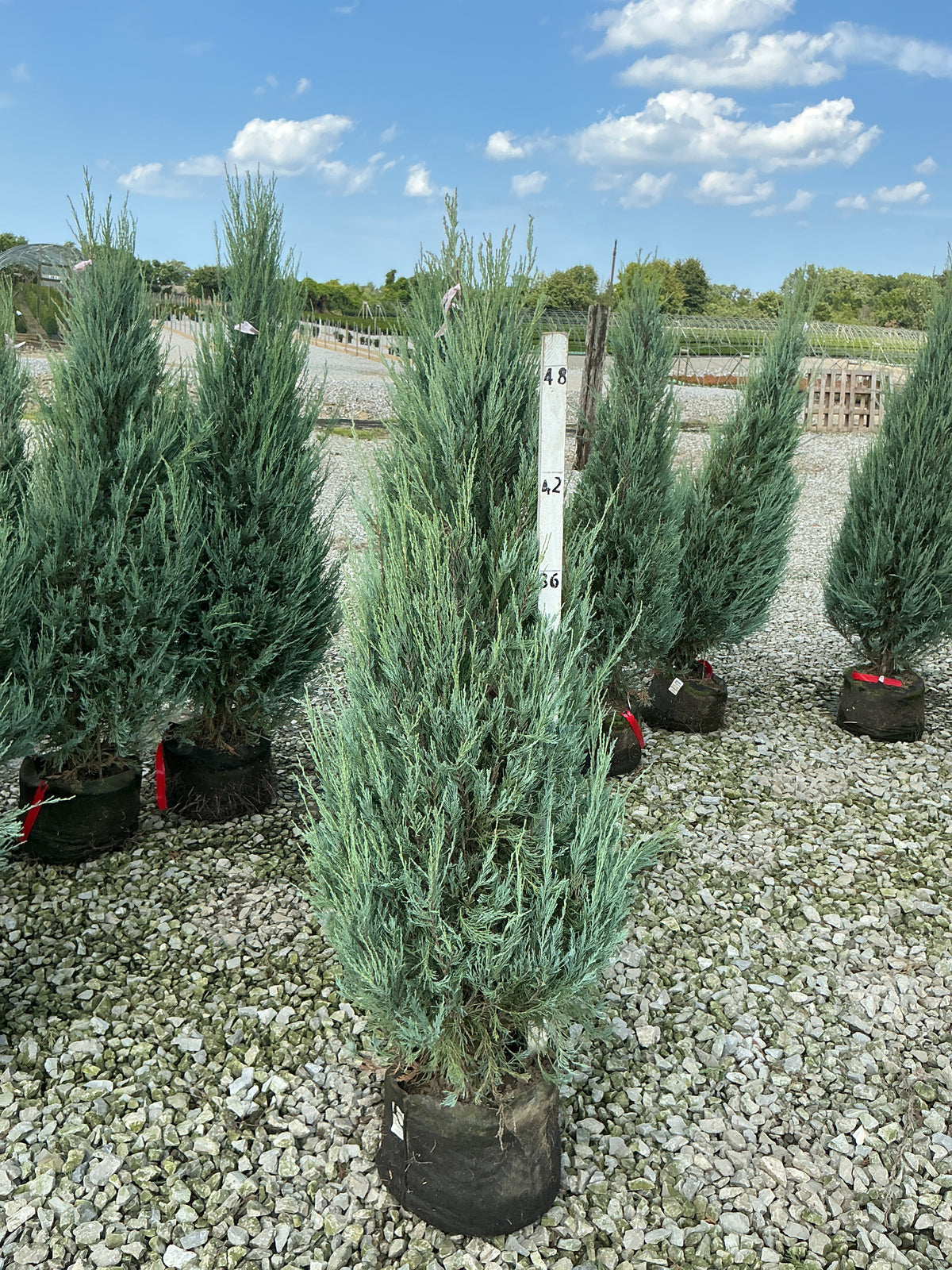 Juniperus scopulorum 'Skyrocket'