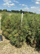 Thuja occidentalis 'Techny Mission'