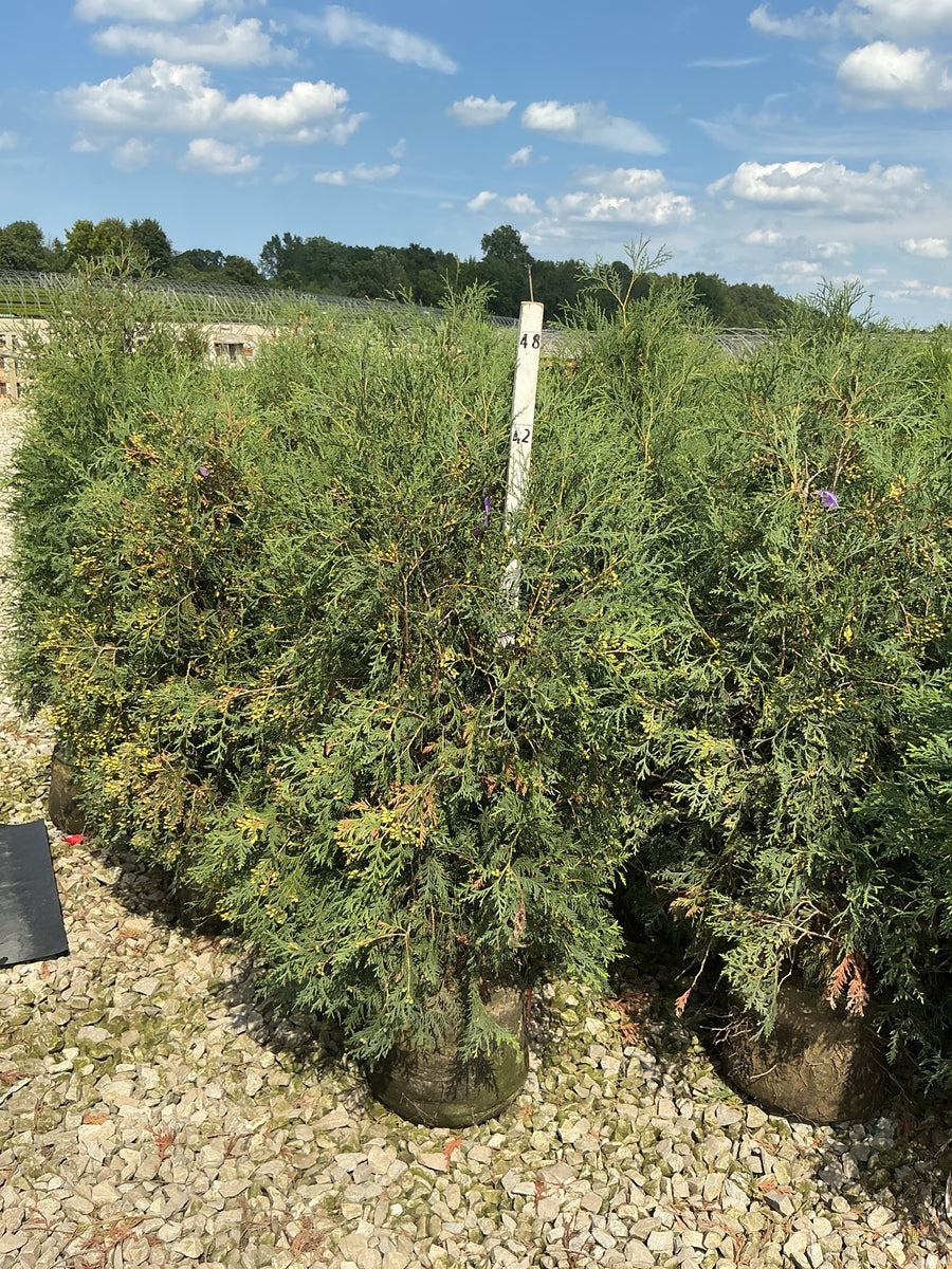 Thuja occidentalis 'Techny Mission'