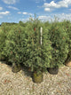 Thuja occidentalis 'Techny Mission'