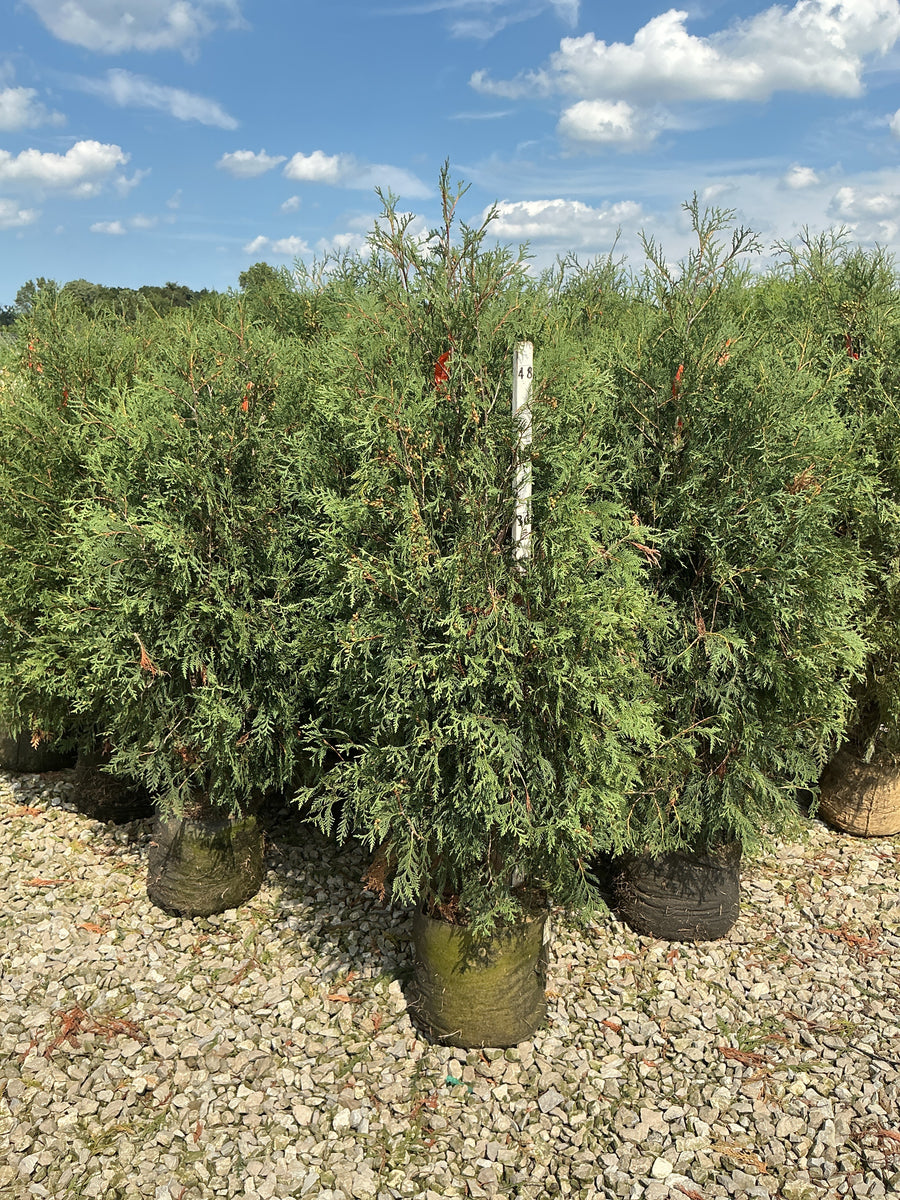 Thuja occidentalis 'Techny Mission'