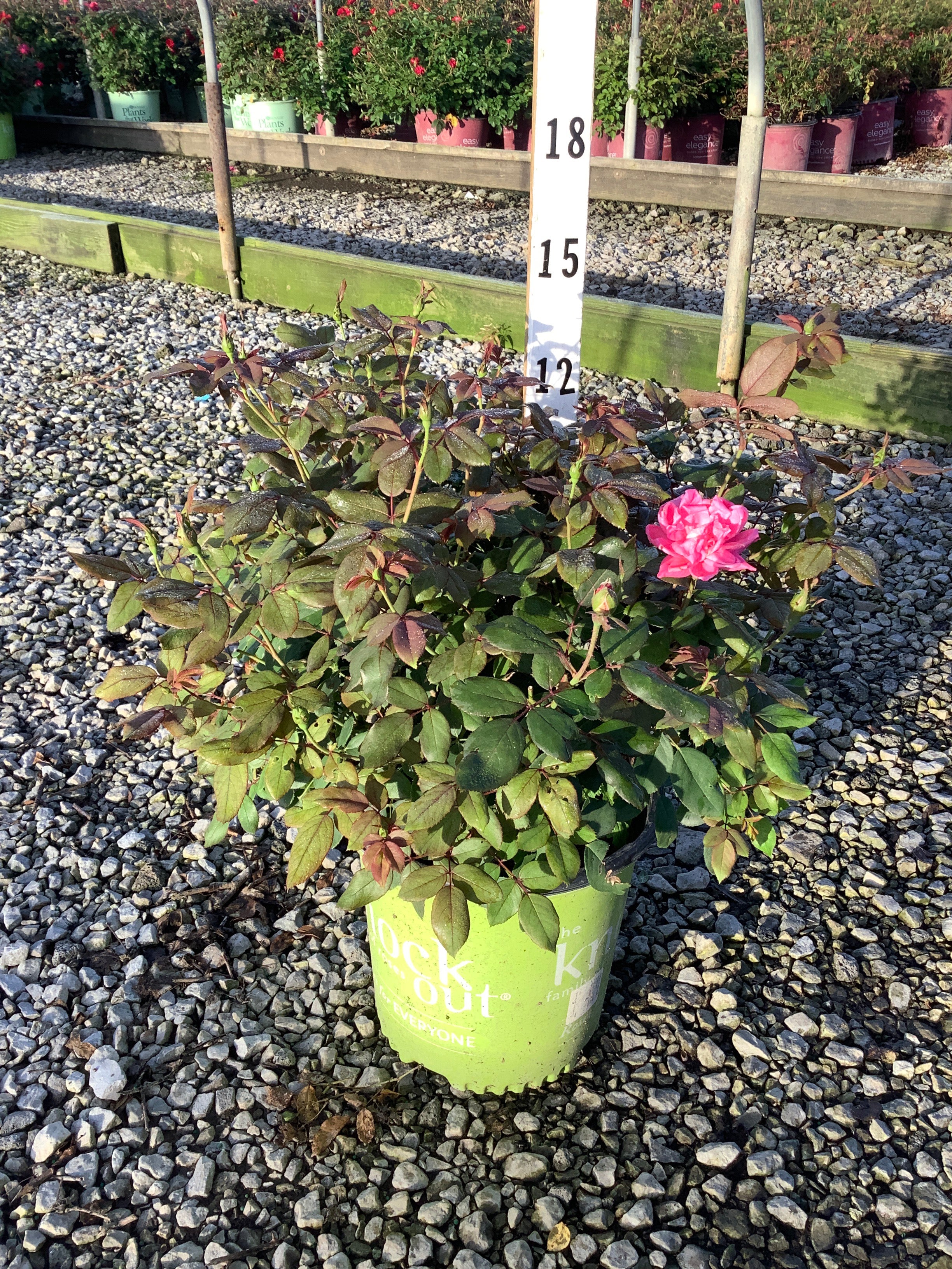 Rosa K.O 'Radtkopink'
