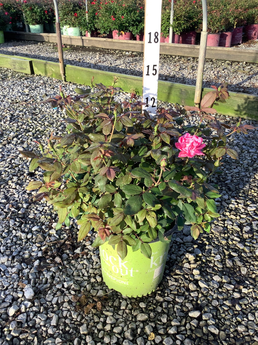 Rosa K.O 'Radtkopink'