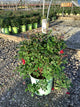 Rosa miracle 'On The Hudson'