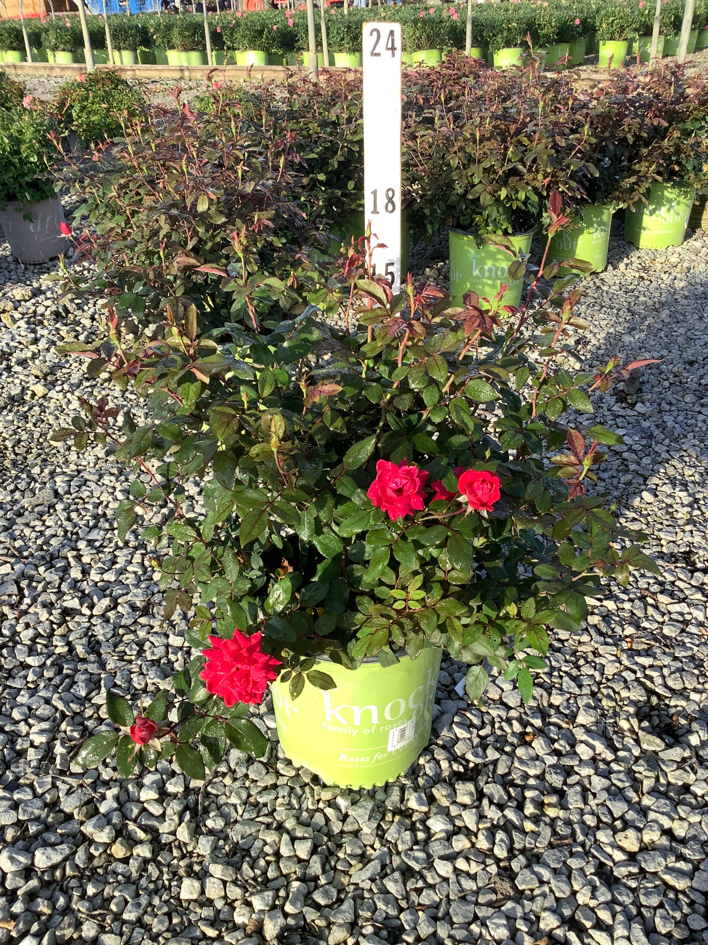 Rosa x Double Red Knock Out®