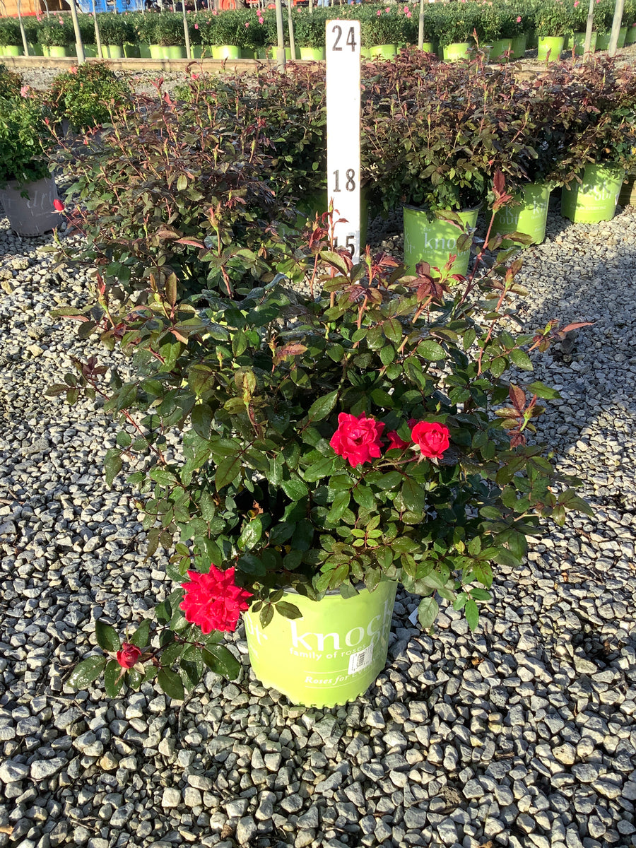 Rosa x Double Red Knock Out®