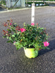 Rosa K.O 'Radcon'