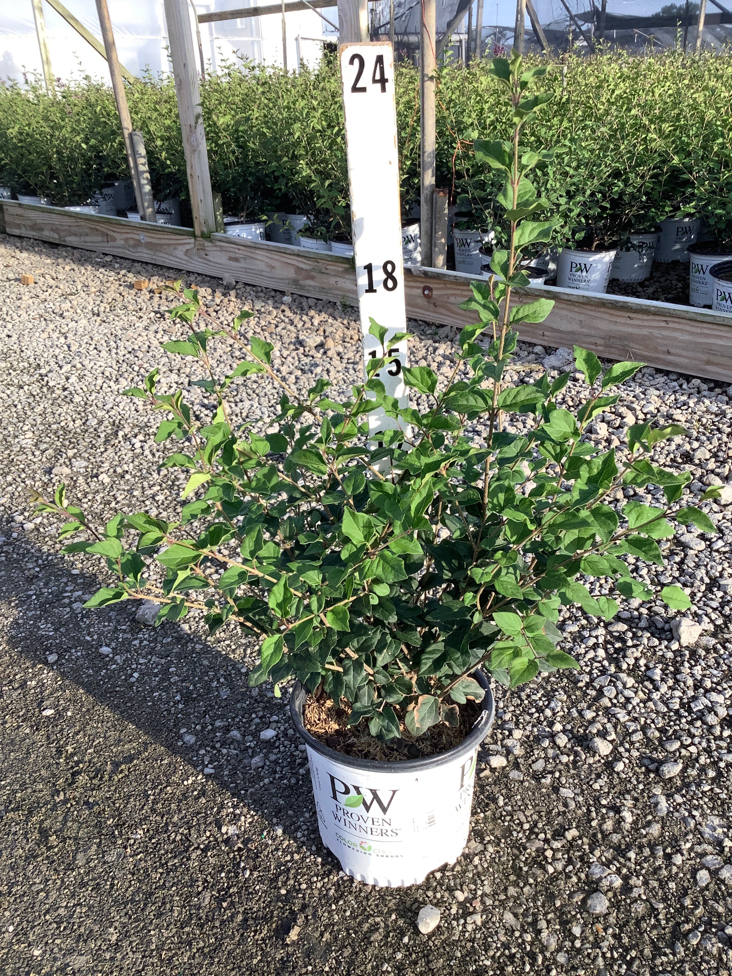 Syringa x 'Penda'