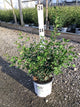 Syringa x 'Penda'