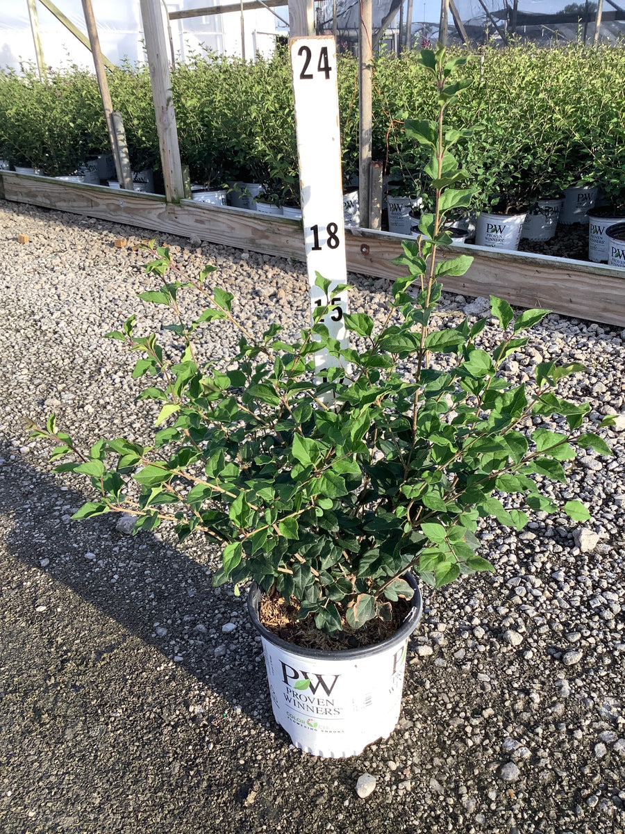 Syringa x 'Penda'
