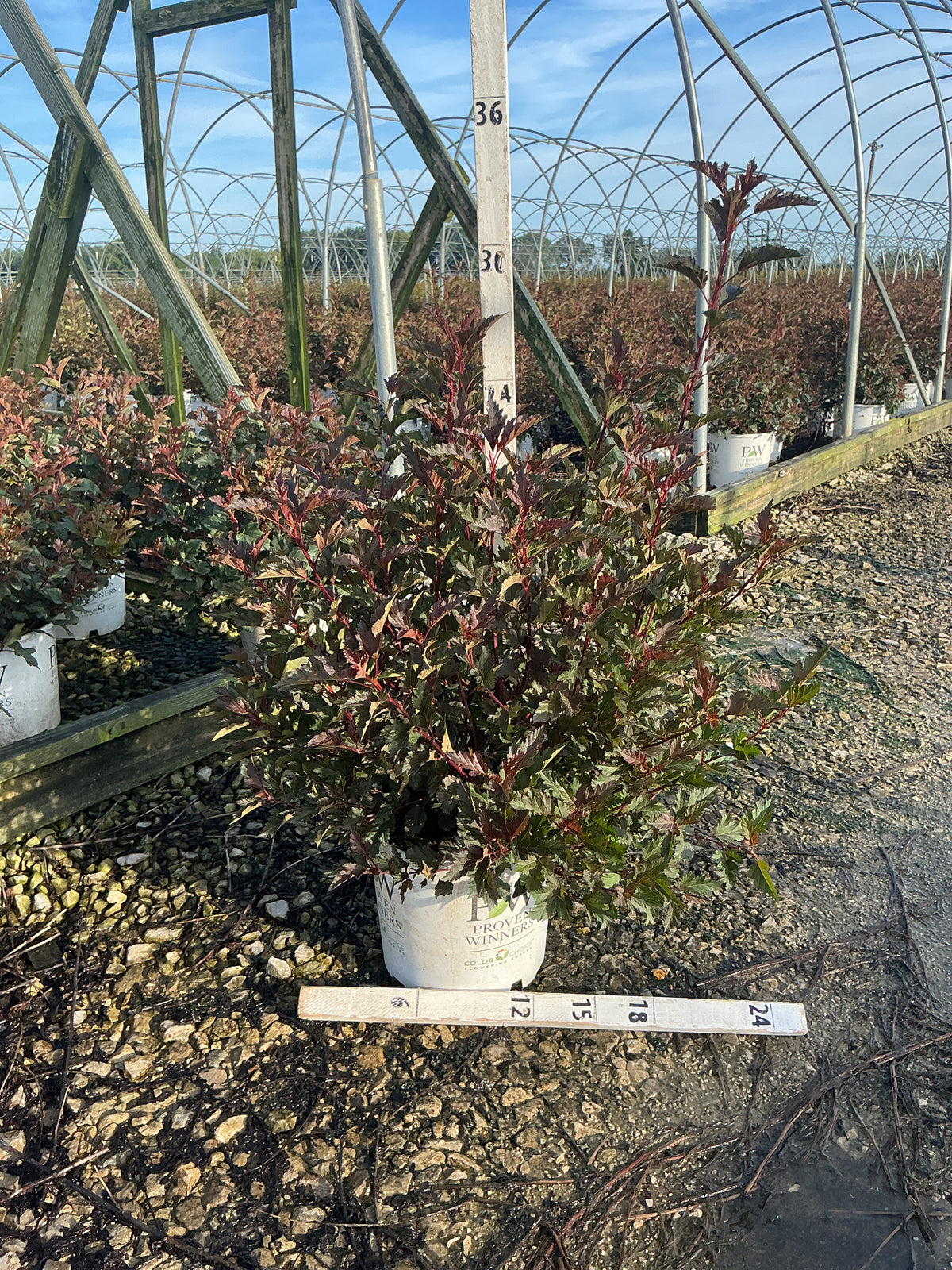 Physocarpus opulifolius 'Seward'
