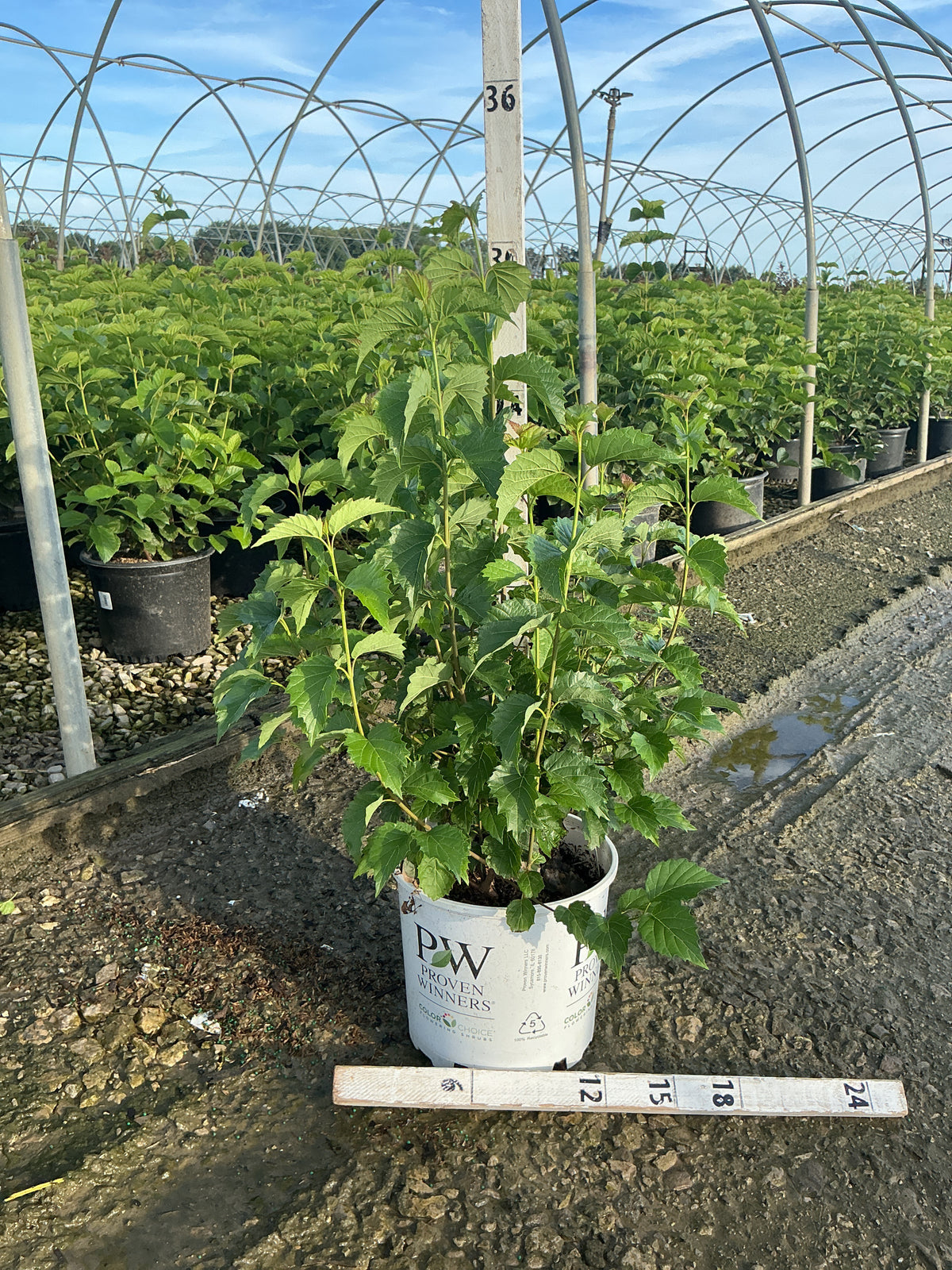 Viburnum dentatum 'Christom'