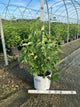 Viburnum dentatum 'Christom'
