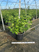 Viburnum dentatum 'Synnestvedt'