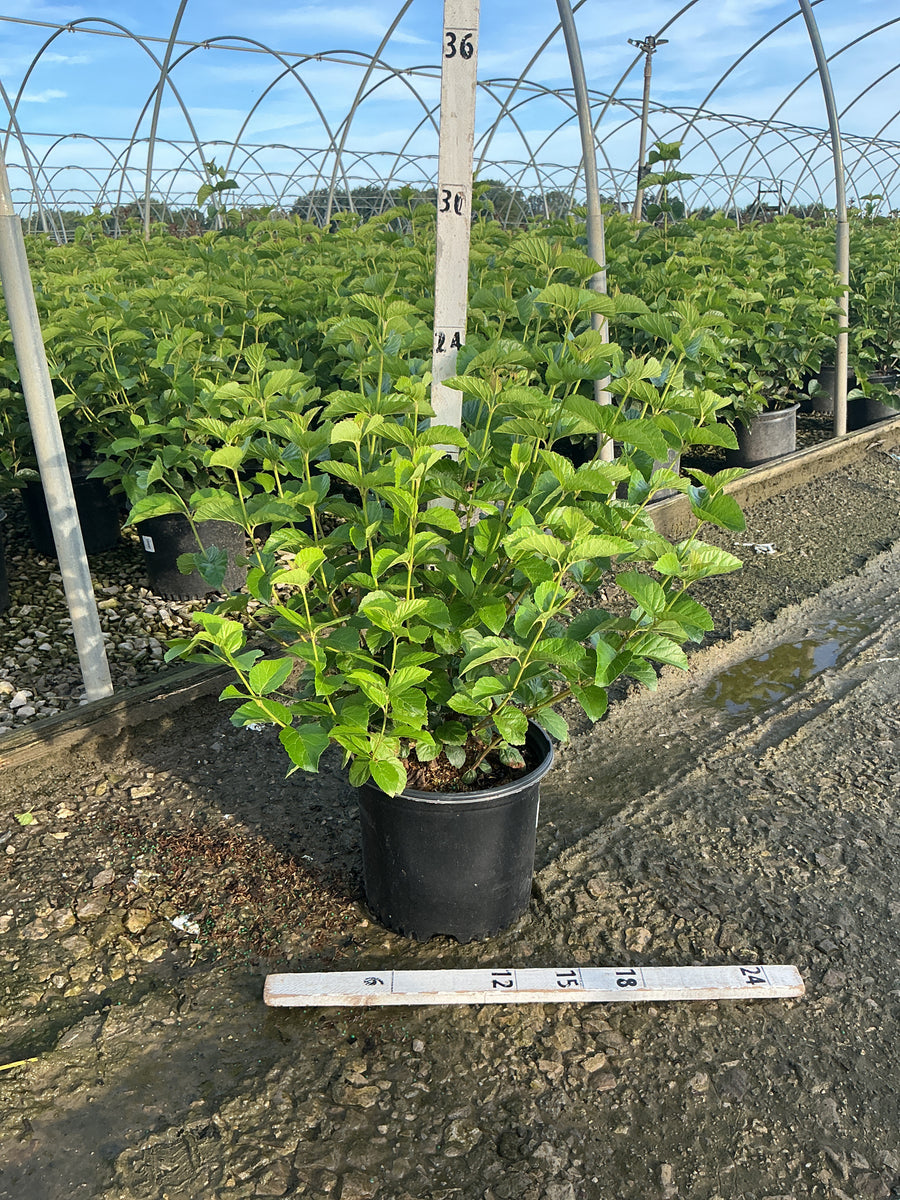 Viburnum dentatum 'Synnestvedt'