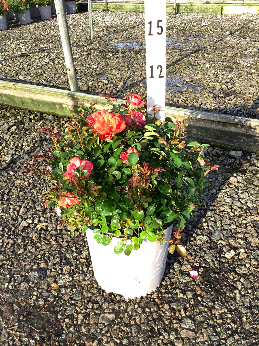 Rosa 'Drift Meidrifora'
