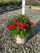 Rosa 'Drift Meigalpio'