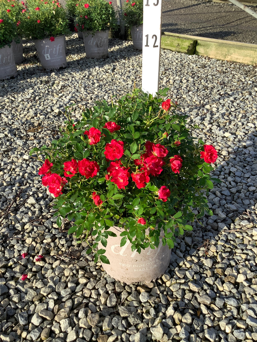 Rosa 'Drift Meigalpio'