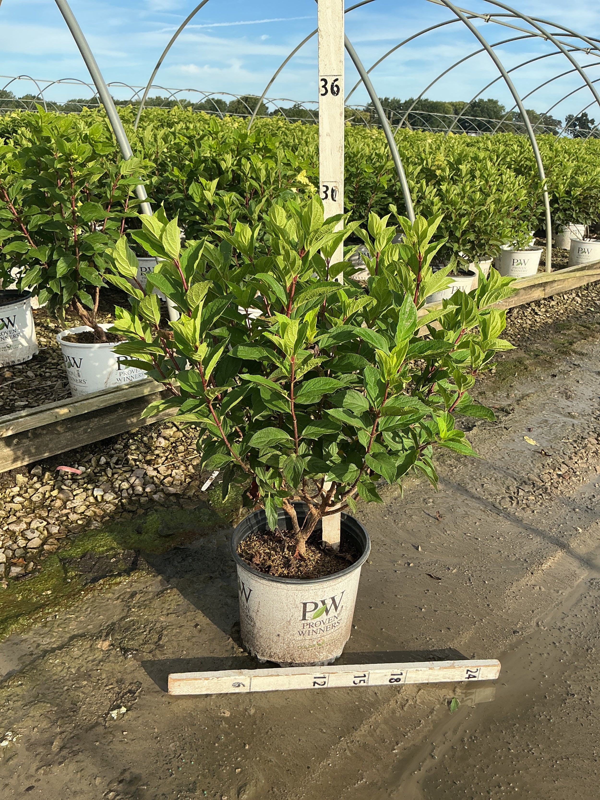 Hydrangea 'P Limelight Prime'