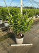 Hydrangea 'P Limelight Prime'