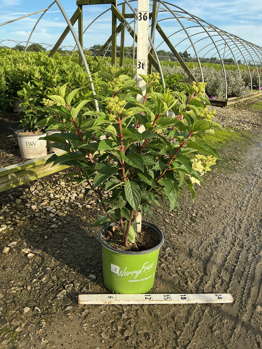 Hydrangea 'P Ruby Snow'