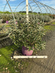 Salix 'C Iceberg Alley'