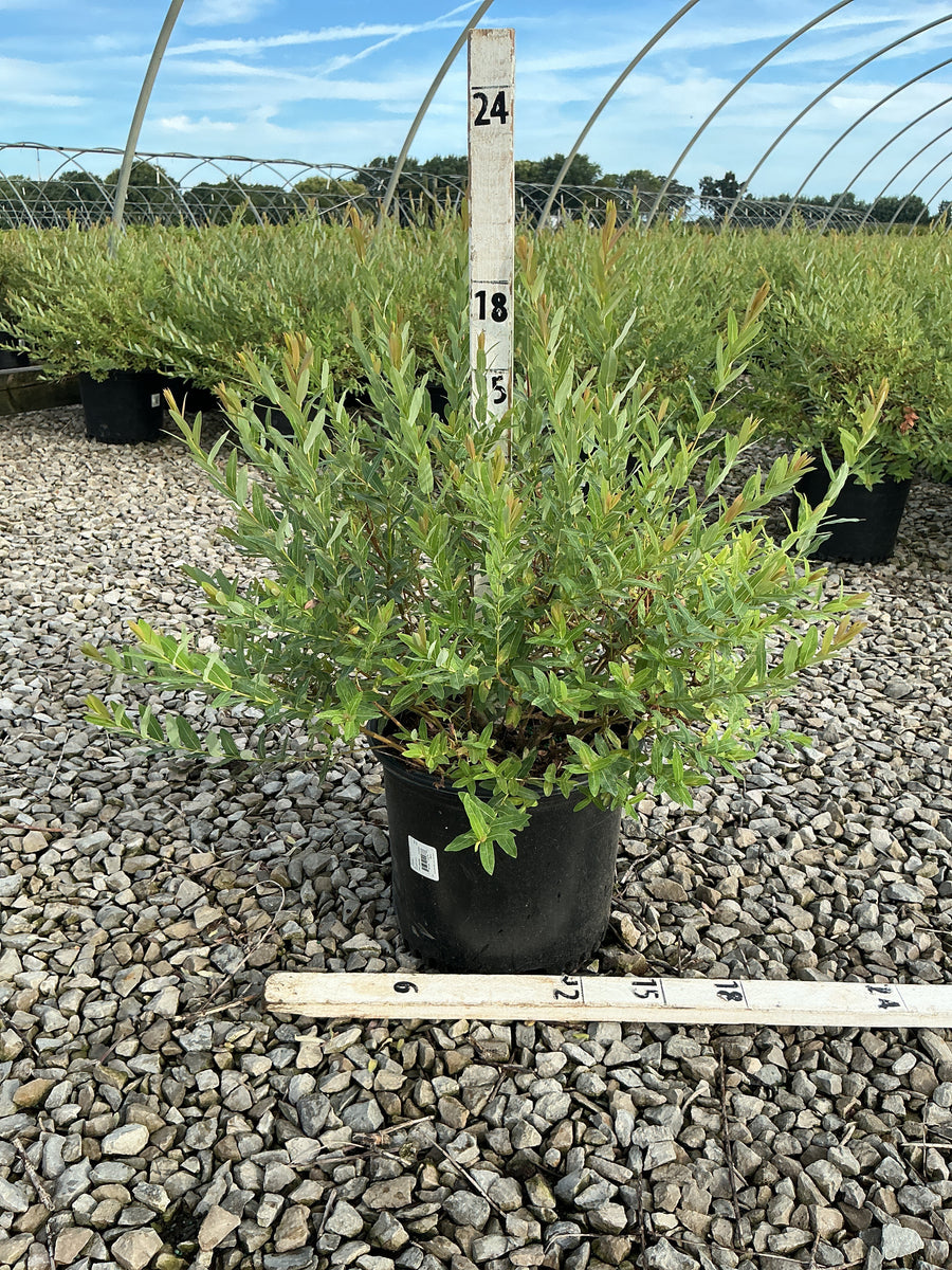 Salix integra 'Hakuro Nishiki'