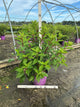 Hydrangea paniculata 'Renhy'