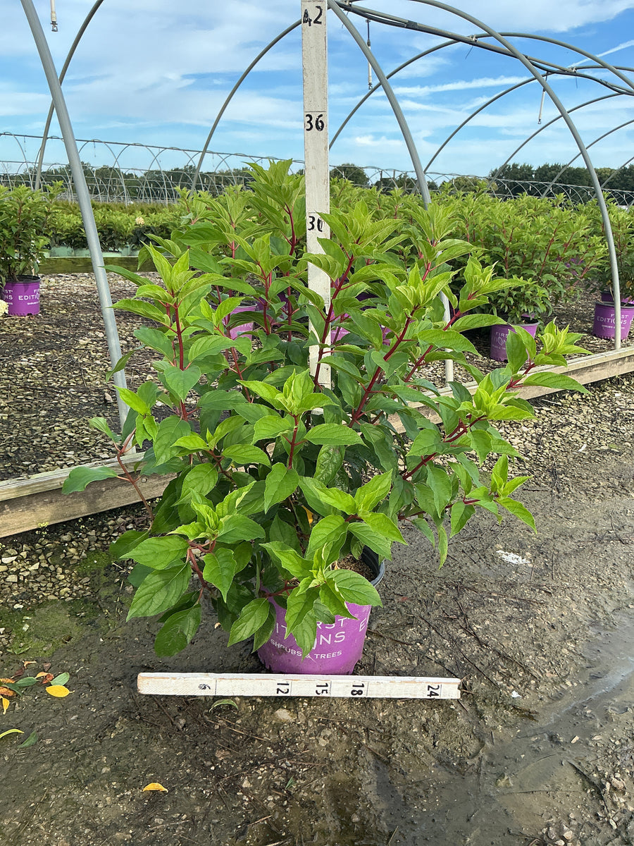 Hydrangea paniculata 'Renhy'