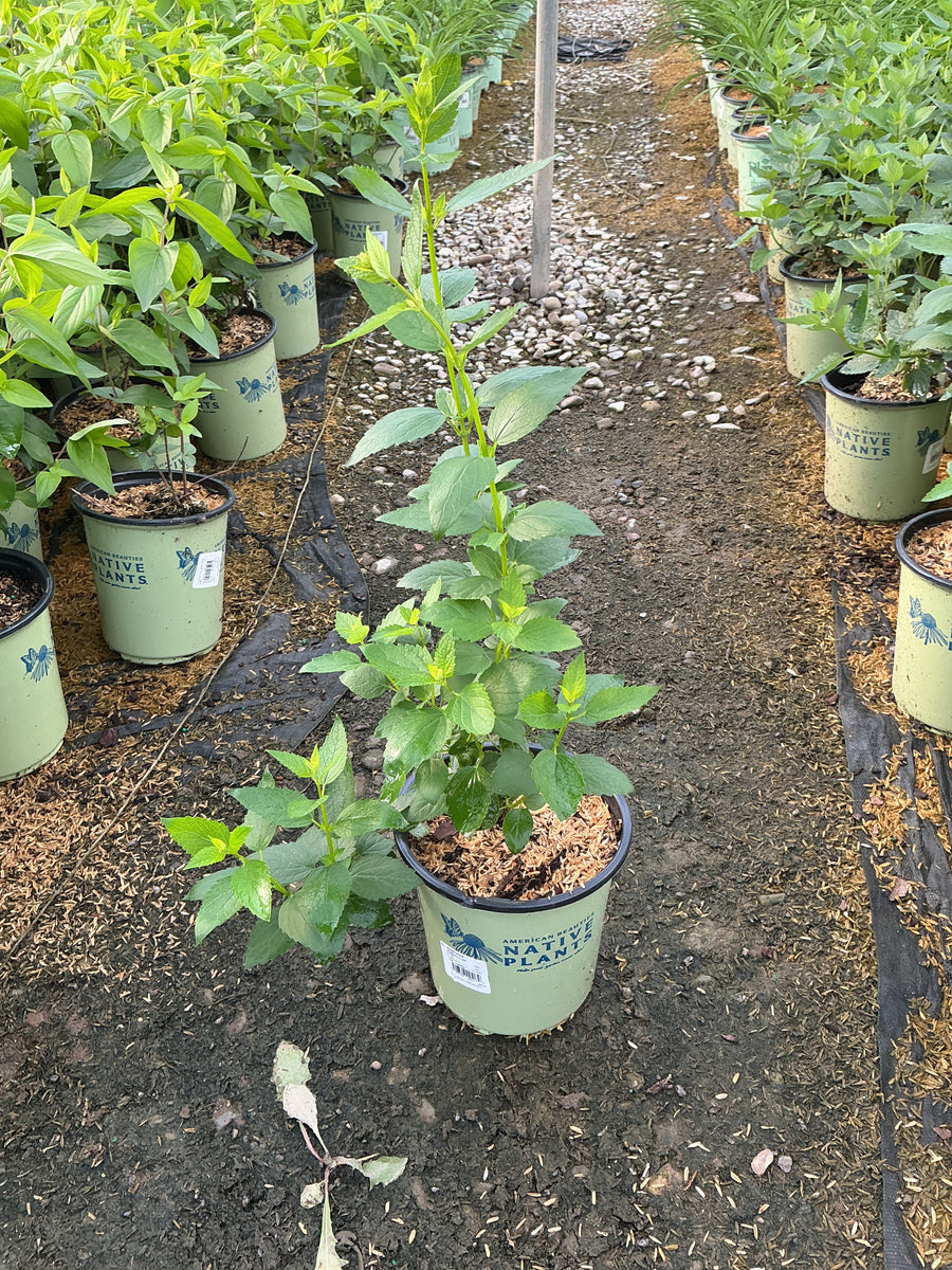 Agastache foeniculum