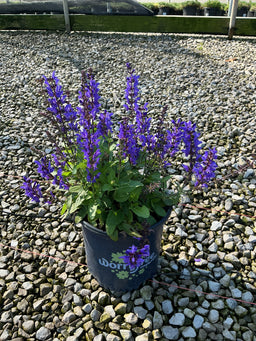 Salvia nemorosa 'Noble Knight'