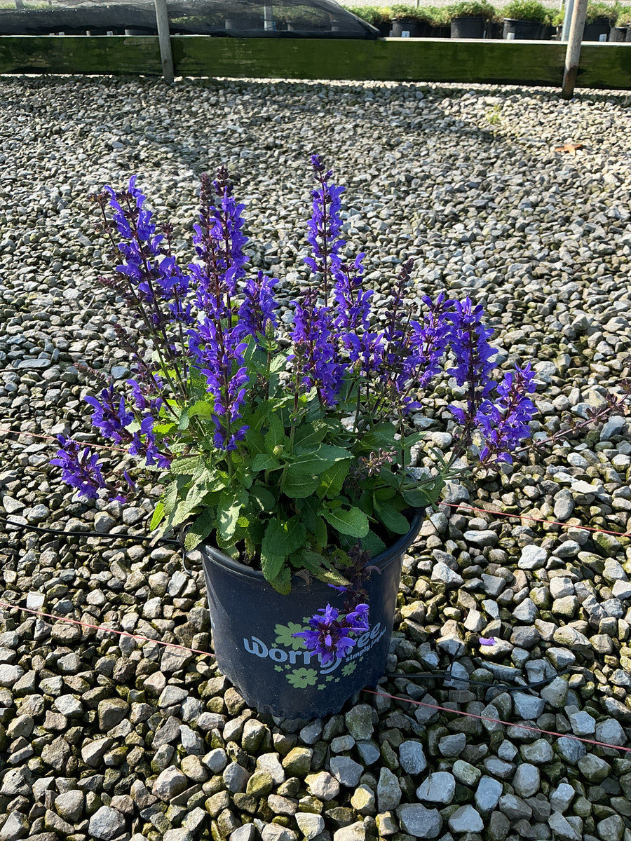 Salvia nemorosa 'Noble Knight'