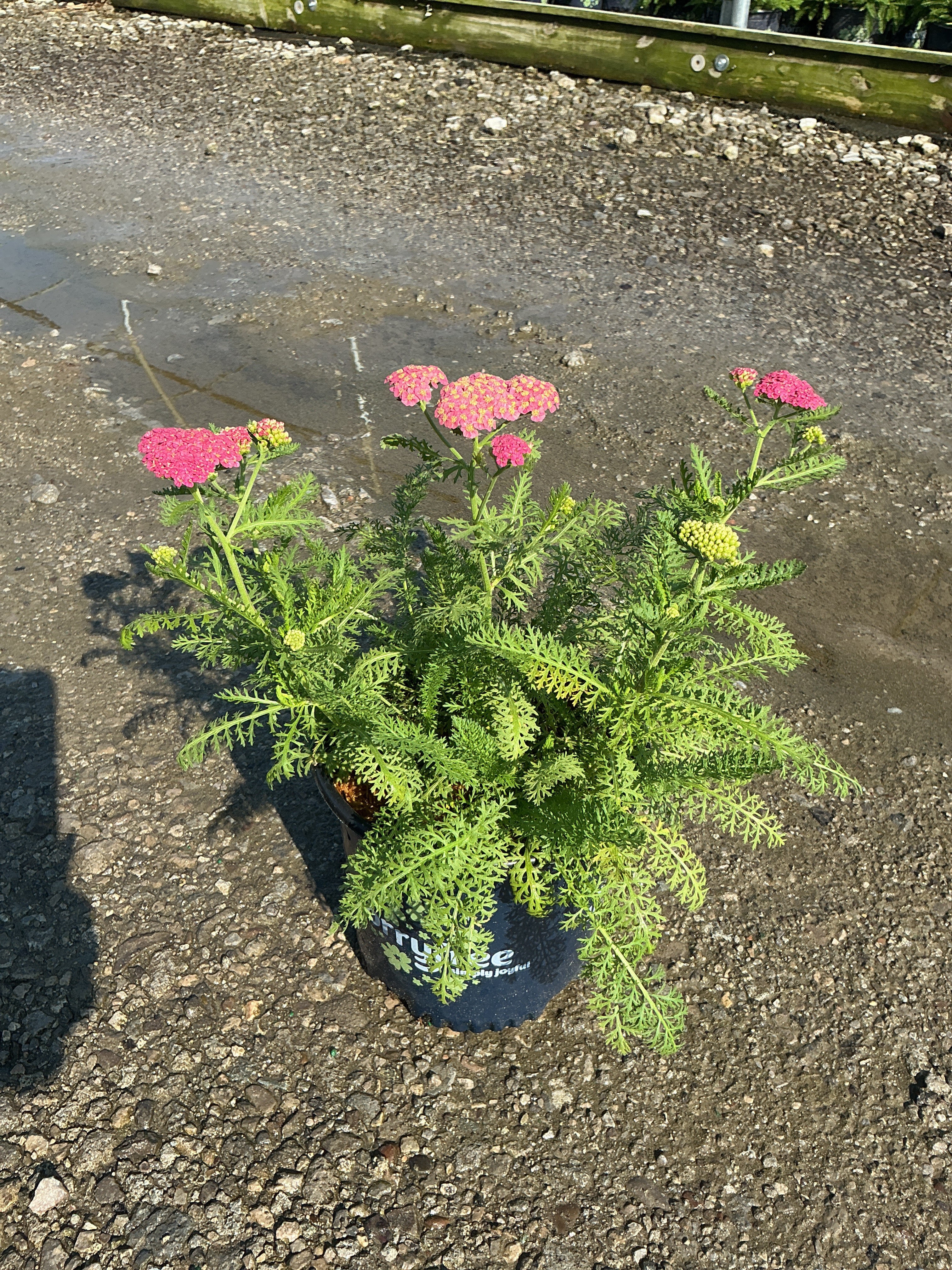 Achillea millefolium ‘SkySail Bright Pink’ (Bosachskybripi)