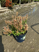 Agastache hybrida 'Honeysticks Ember'