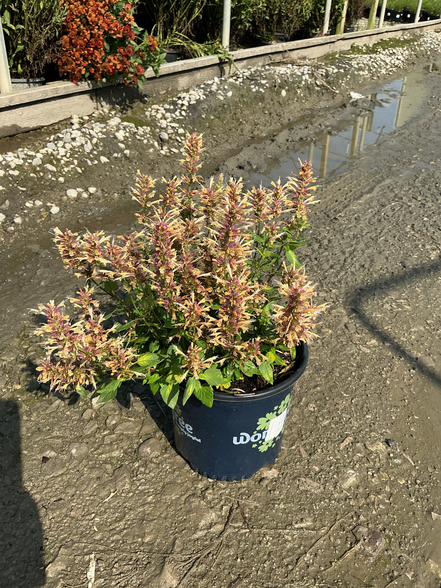 Agastache hybrida 'Honeysticks Ember'